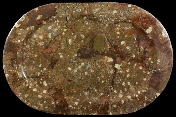 Fossil Orthoceras & Goniatite Oval Plate - Stoneware #140003